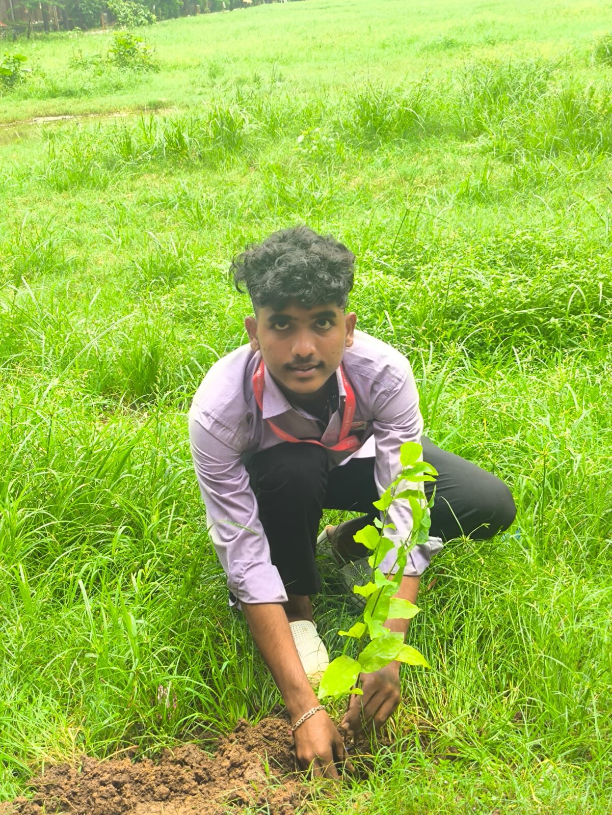 Tree Plantation
